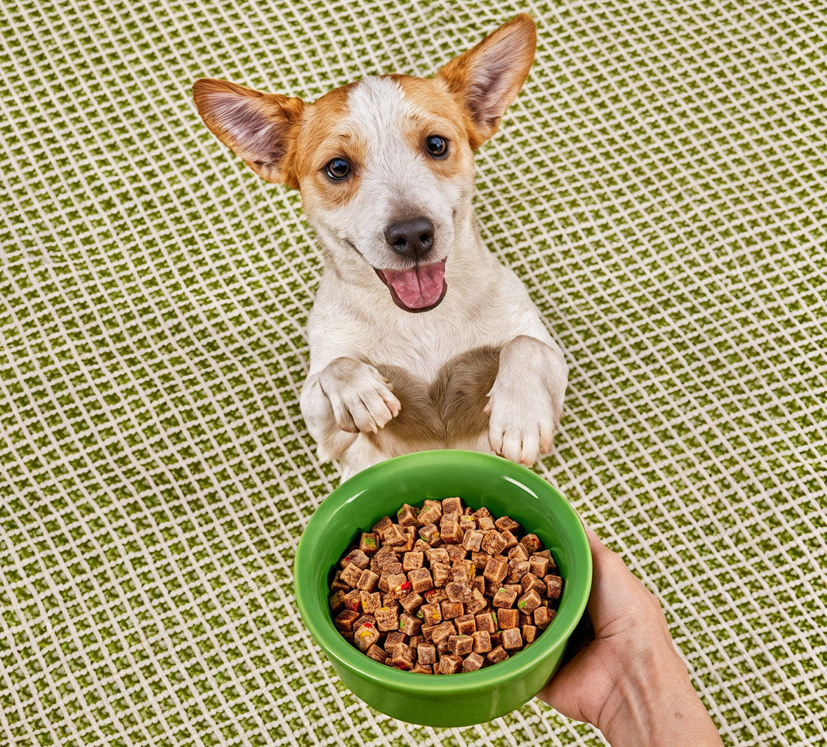 Tail-Wagging Treats, Paw-Approved