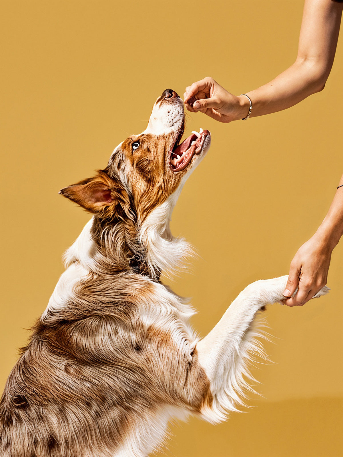 Beef Bite Treats