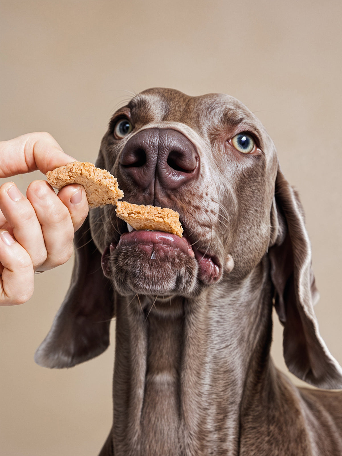 Fish Crunch Sticks